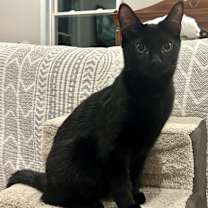 Thumbnail photo of Skooter #2