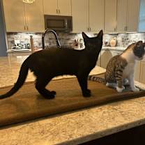 Thumbnail photo of Skooter #4