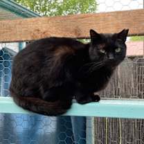 Thumbnail photo of Renesmee #1