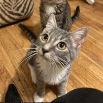 Thumbnail photo of Anise #1