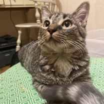 Thumbnail photo of Clove #1