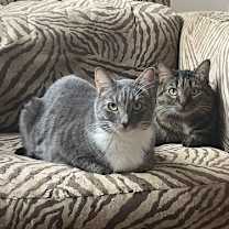 Thumbnail photo of Clove #2