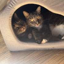 Thumbnail photo of Clove #3