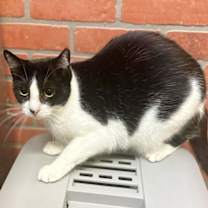 Thumbnail photo of Mckinley #2