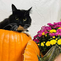 Thumbnail photo of Diamond #1