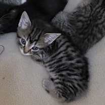 Thumbnail photo of Pixie #4