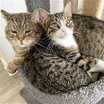 adopt-pet