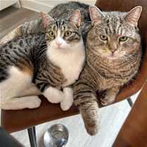 Thumbnail photo of Lionel #2