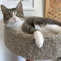 Thumbnail photo of Lionel #3