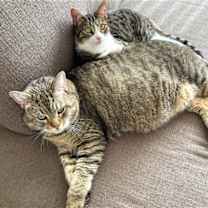 Thumbnail photo of Sarge #2