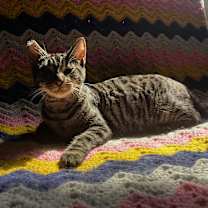 Thumbnail photo of Penny #1