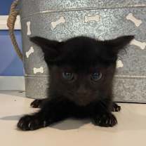 Thumbnail photo of C240 Litter Tiana #2