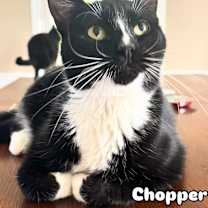 Thumbnail photo of CHOPPER #1