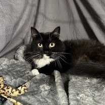 Thumbnail photo of Diamond #2
