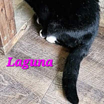 Thumbnail photo of Laguna #1