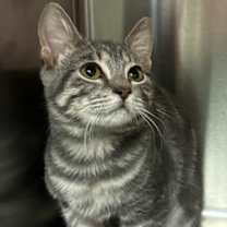 Thumbnail photo of Cleopatra #1