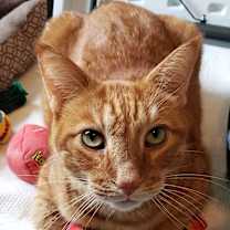 Thumbnail photo of Romeo (CP) #2