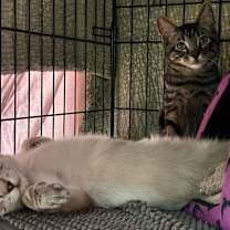 Thumbnail photo of Freddy #3