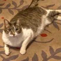 Thumbnail photo of Mousie #1