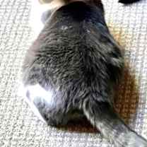 Thumbnail photo of Mousie #2