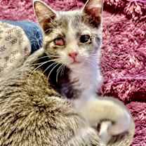 Thumbnail photo of Whisper #1