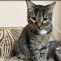 Thumbnail photo of Clove #4