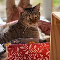 Thumbnail photo of Joey #3