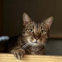 Thumbnail photo of Joey #2