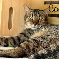 Thumbnail photo of Cooper #2