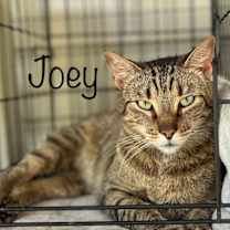 Thumbnail photo of Joey #1