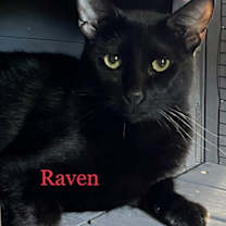 Thumbnail photo of Raven #1