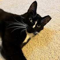 Thumbnail photo of CHOPPER #3