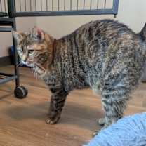 Thumbnail photo of Raya #2