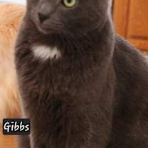 Thumbnail photo of Gibbs #1