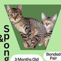 Thumbnail photo of Bubbles & Sponge #2