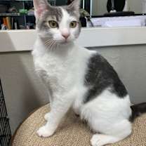 Thumbnail photo of Sadie #2