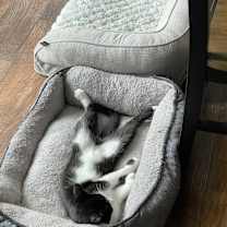 Thumbnail photo of Herman #1