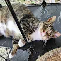 Thumbnail photo of Bootsie #1