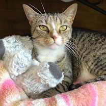 Thumbnail photo of Bootsie #2