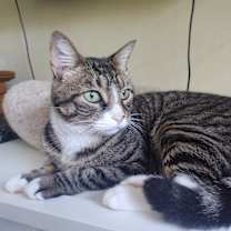 Thumbnail photo of Latte #3