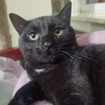 Thumbnail photo of Thyme #2