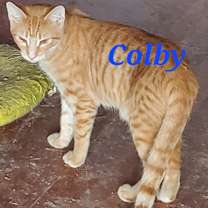 Thumbnail photo of Colby #2