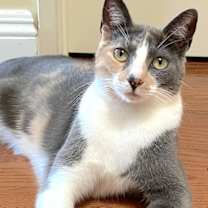 Thumbnail photo of Luna Belle #1