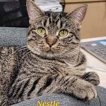 Thumbnail photo of Nestle #1