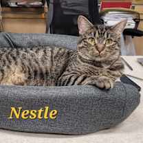 Thumbnail photo of Nestle #2