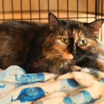 Thumbnail photo of RADIANT RUTH #3
