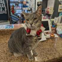 Thumbnail photo of Dusky #4