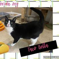 Thumbnail photo of Taco Bella #1
