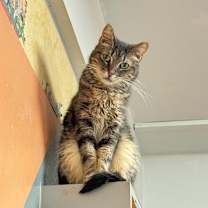 Thumbnail photo of HAVEN #2