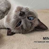 Thumbnail photo of Minx #1